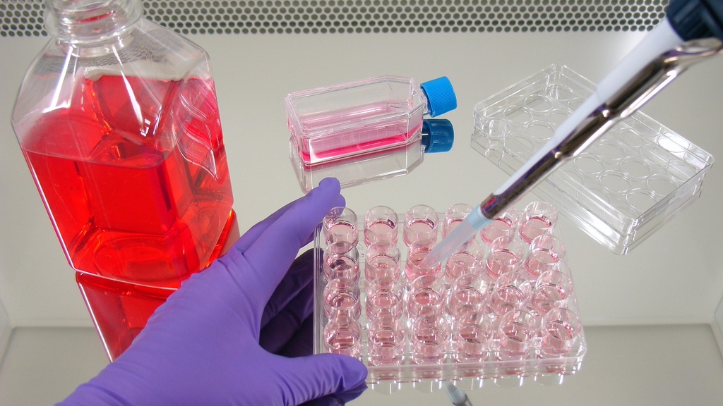 Campylobacter jejuni Genomic DNA